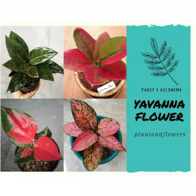4paket tanaman hias aglonema -Rotundum-heng heng-kochin-Ruby Valentine