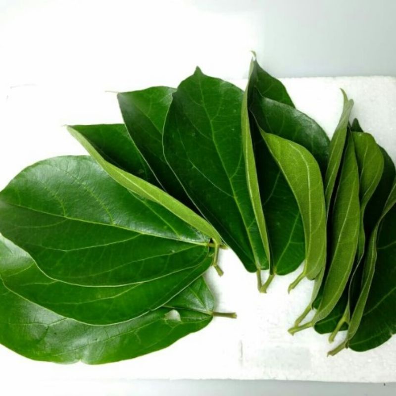 

Daun cincau segar 500 gram