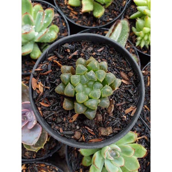 Haworthia cooperi