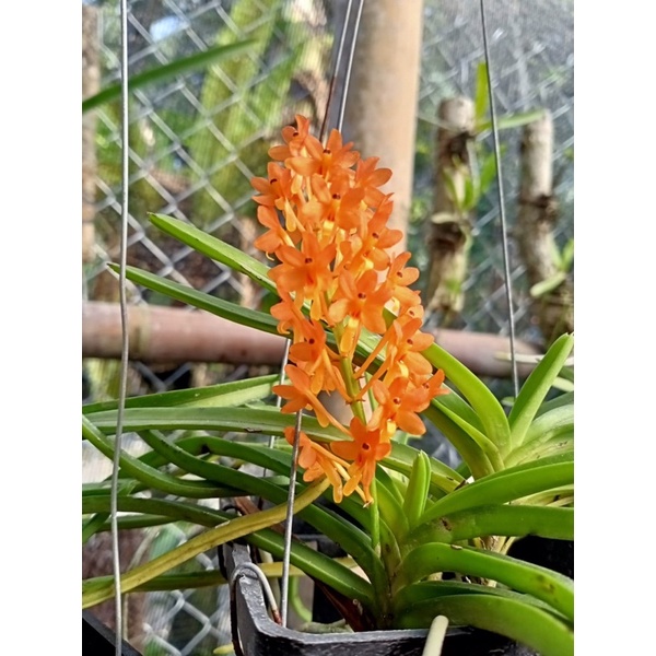Anggrek Ascocentrum miniatum - Anggrek spesies - Vanda mini - Anggrek vanda mini