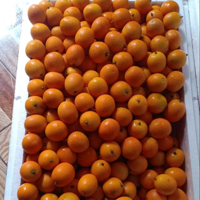 

Jeruk kimkit