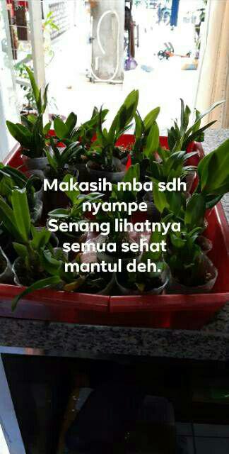 Anggrek Sedling Dendro Hybrid