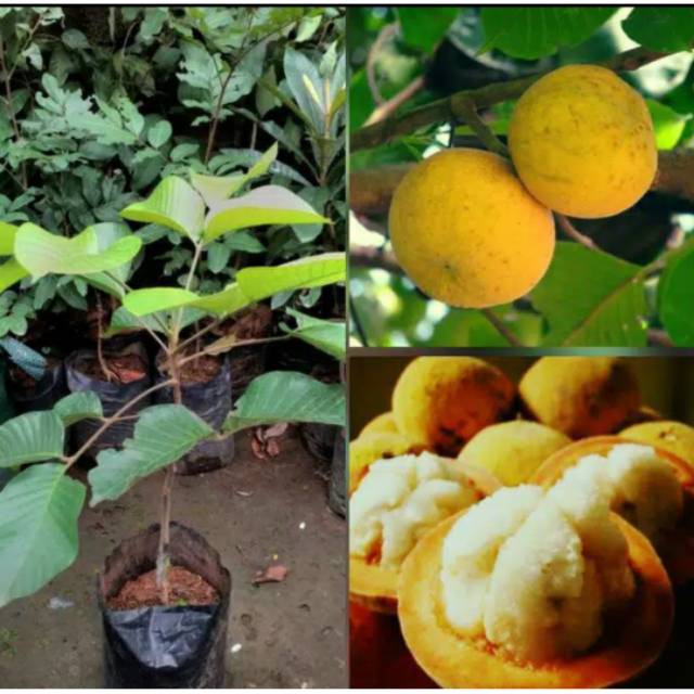 

[Fresh] BIBIT BUAH KECAPI