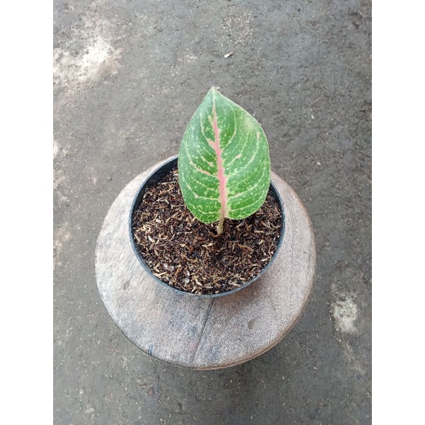 aglonema Harley queen