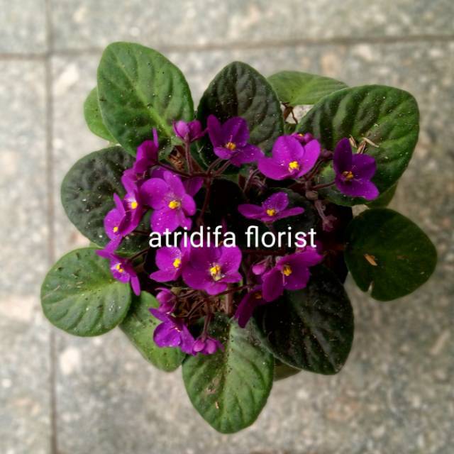 Begonia Violces Ungu African Violet Purple