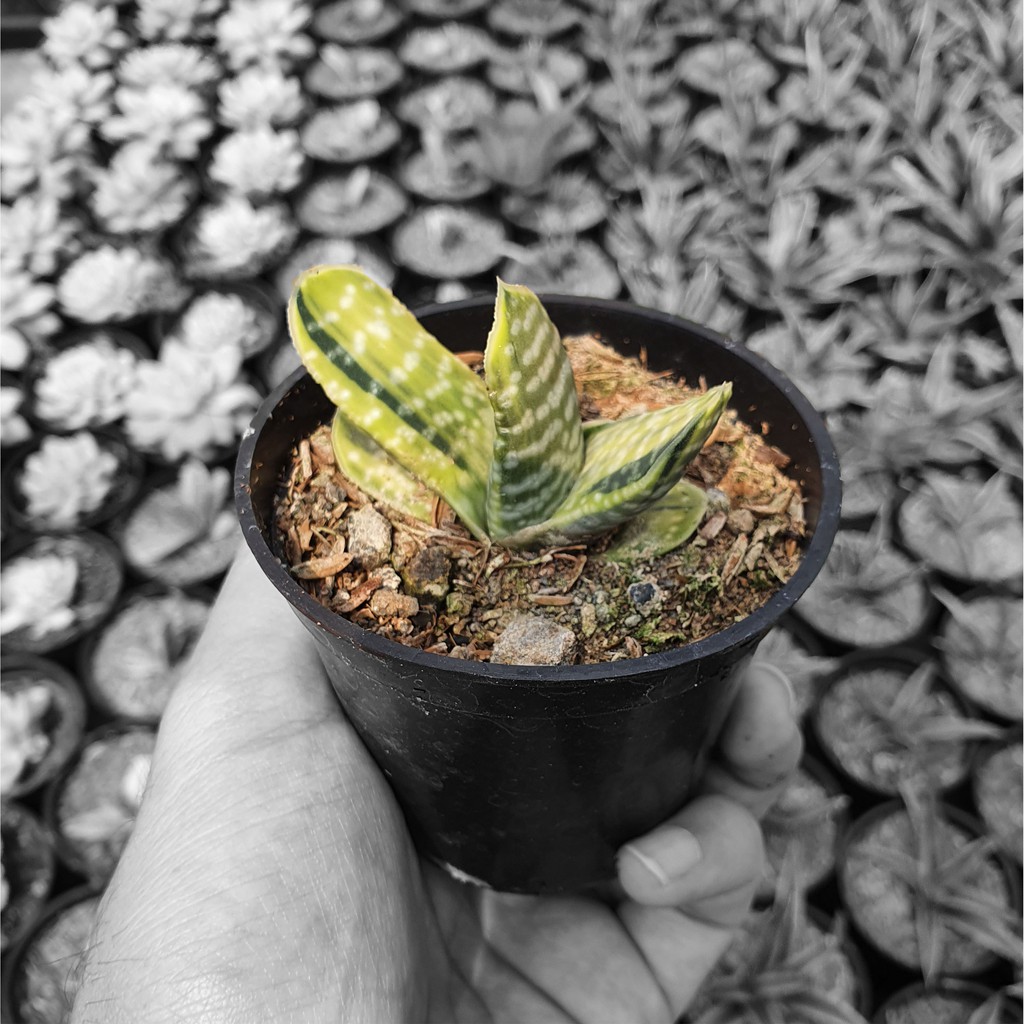 Tanaman Hias Hidup - Kaktus dan Sukulen (Gasteria Pillansii Varigata)