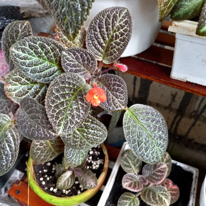 EPISCIA KARLYN BUNGA MERAH