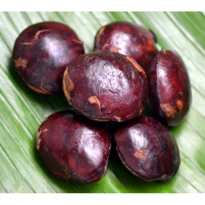 

Jengkol Tua per 500gr