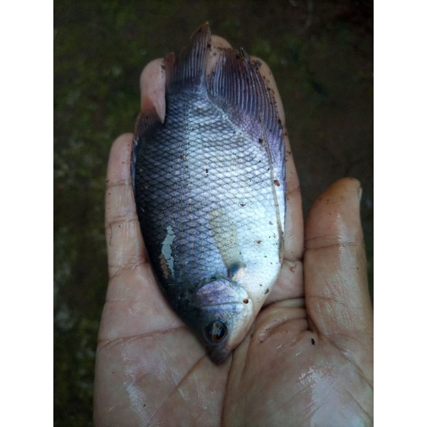 benih ikan gurame uk super