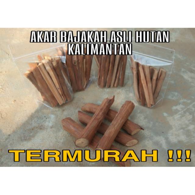 

AKAR BAJAKAH TUNGGAL ASLI HUTAN KALIMANTAN