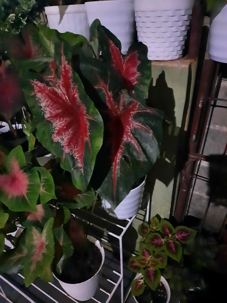 Kladi Joker Keladi Joker Caladium Ace Of Hear Jantung Hati