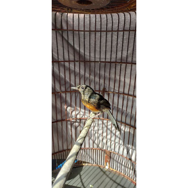 Trotolan Murai Trah Ekor Panjang Ring Sugiatna Birds Farm