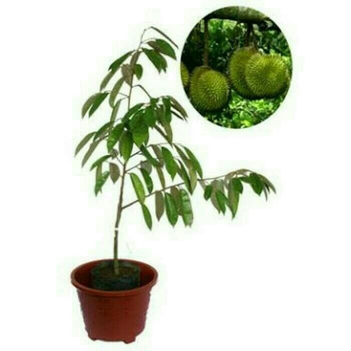 bibit tanaman buah durian matahari