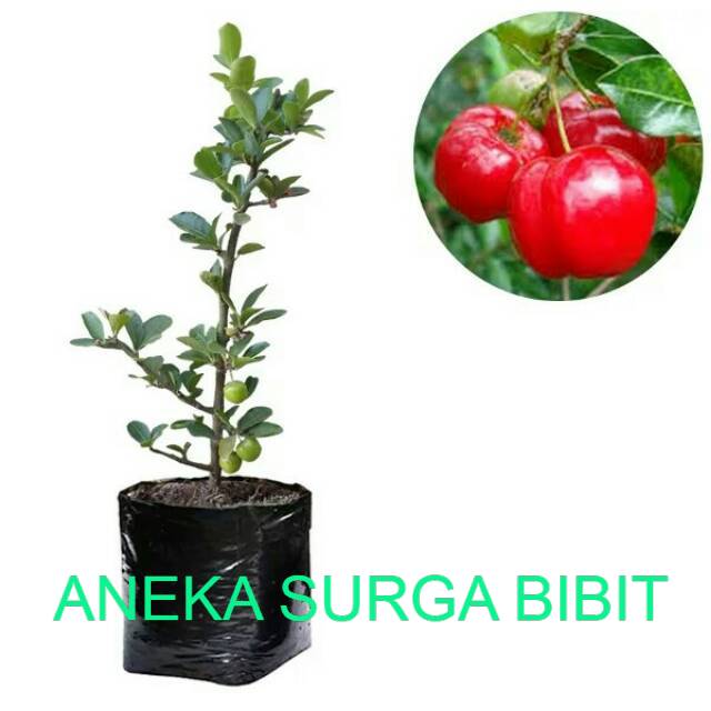 

Bibit buah berbados cherry siap berbuah