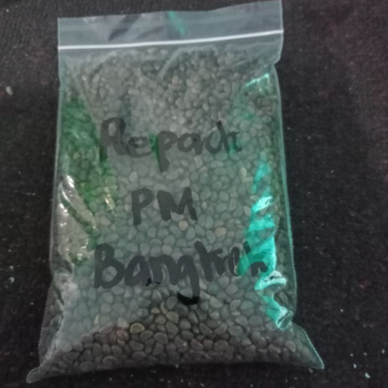 

Seed Kangkung Bangkok Panah Merah