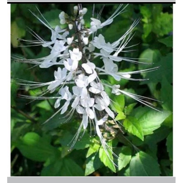 

daun kumis kucing segar 500g
