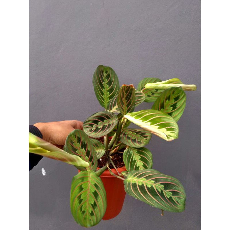 tanaman hias calathea kepiting