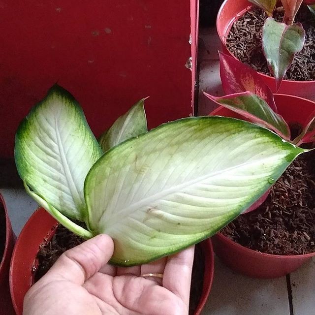 Murah Aglaonema Tissue Aglonema Tissue Sri Rejeki Tissue Tanaman Hias Shopee Indonesia