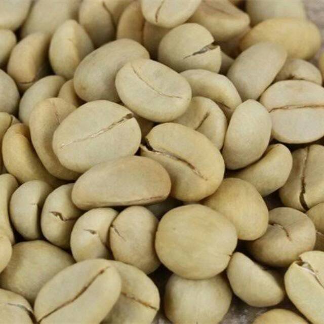 Benih biji kopi Arabica Ateng/ 35 biji