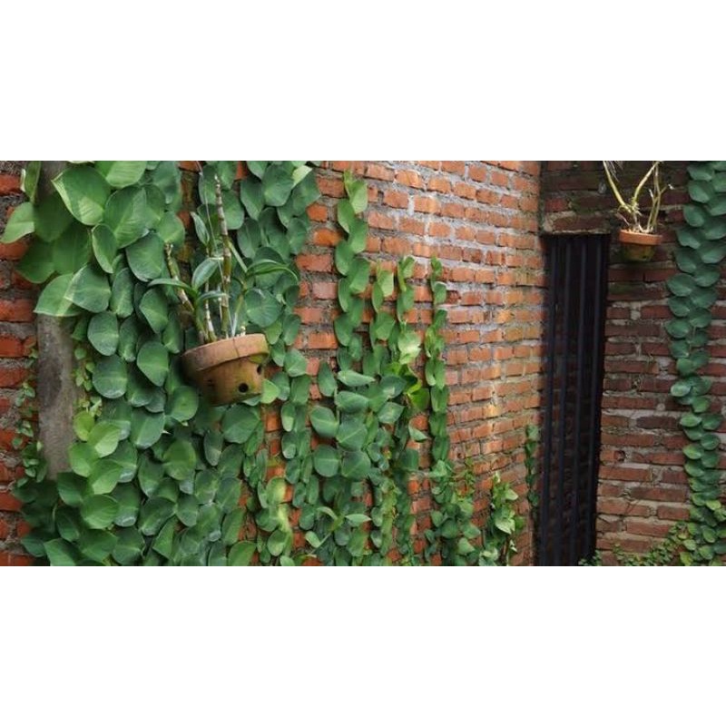 Tanaman Hias Climbing Dollar