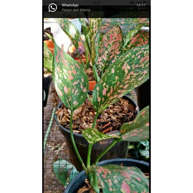 Tanaman Aglonema red venus-tanaman hias aglonema red venus-bibit aglonema red venus-aglo red venus