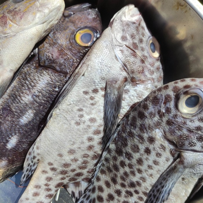 

ikan kaneke segar pasar online makassar