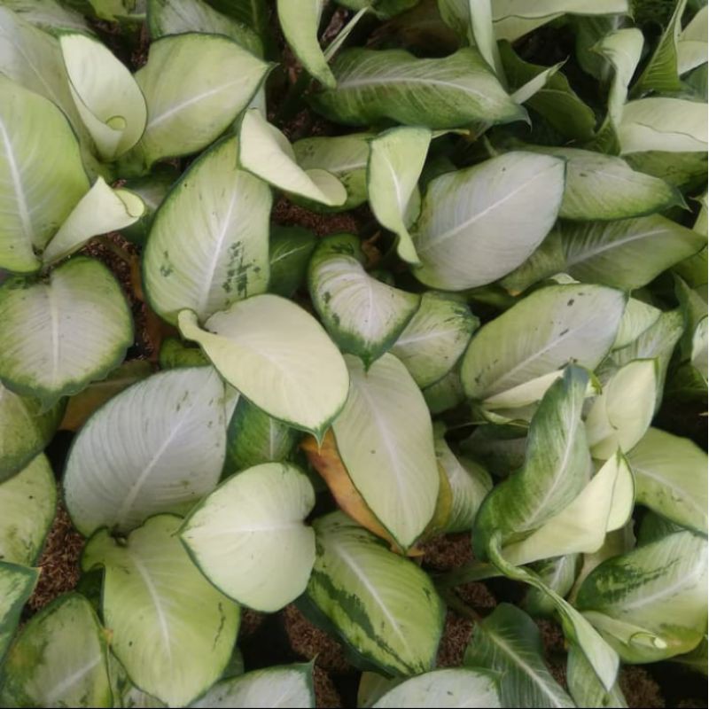 tanaman hiasaglonema blanceng putih