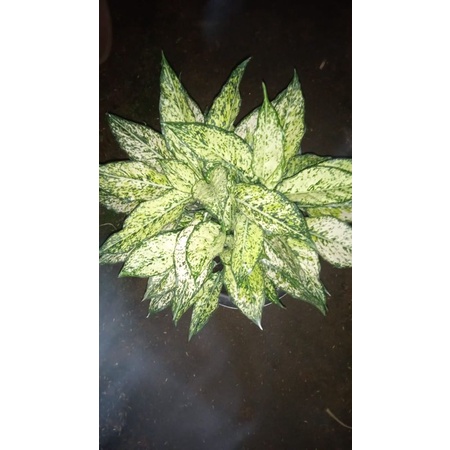 AGLONEMA SNOW WHITE RUMPUN