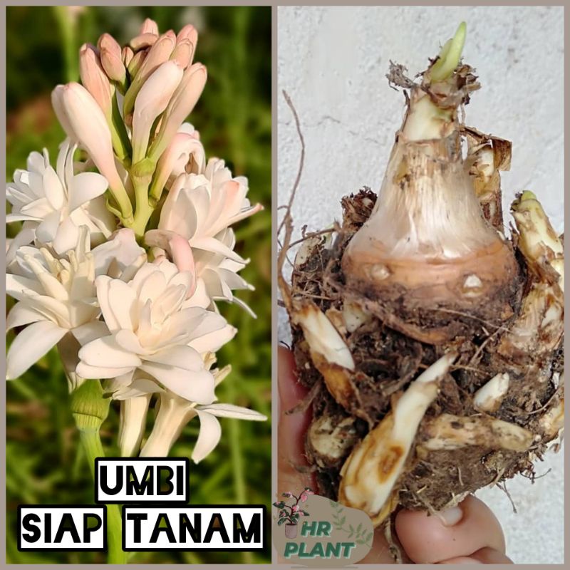 Umbi/bibit/bongol bunga sedap malam(tuberosa) siap tanam