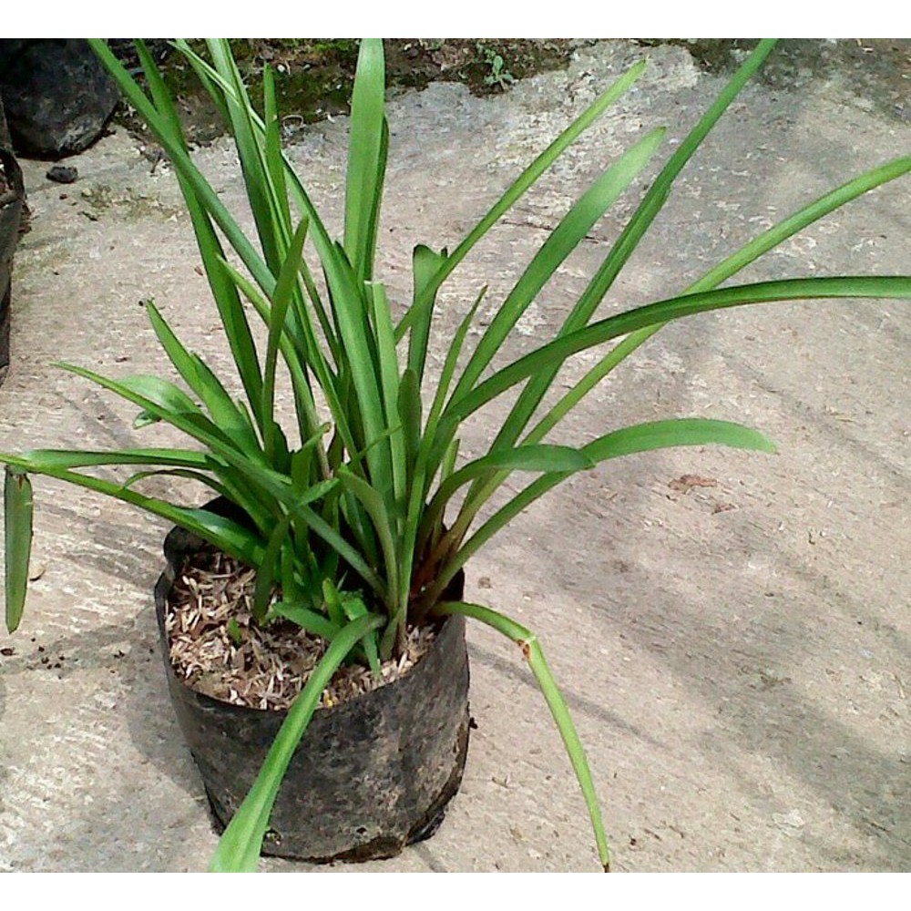 Sedap Malam Siap Berbunga - Polianthes Tuberosa - Tanaman Hias