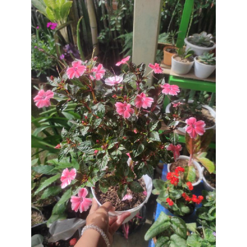 iriancis pink/ bunga iriancis batik/ bunga pacar air/pacar pink