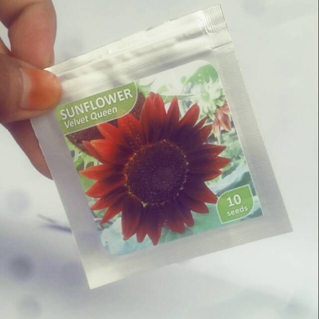 Bunga Matahari Velvet Queen - Gambar Bunga Matahari dan Berbagai Jenisnya yang Perlu ... / Jual df benih bunga matahari merah sunflower velvet queen 10 butir dengan harga rp11.000 dari toko online new toko tani 99, kota surabaya.