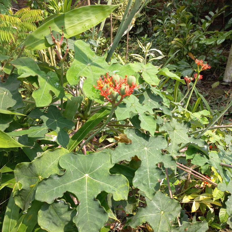 Tanaman Buddha Belly Plant / jarak bali