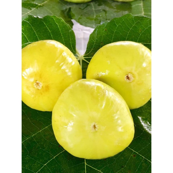 bibit tanaman buah tin jumbo jenis Jin Ao Fen