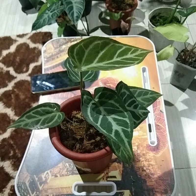 Anthurium silver blush x