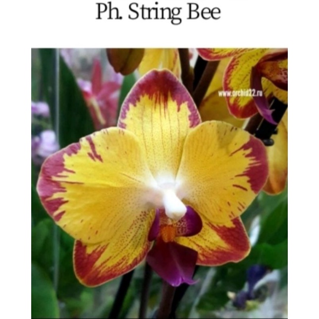 Seedling / Bibit anggrek bulan / Phalaenopsis ber-ID