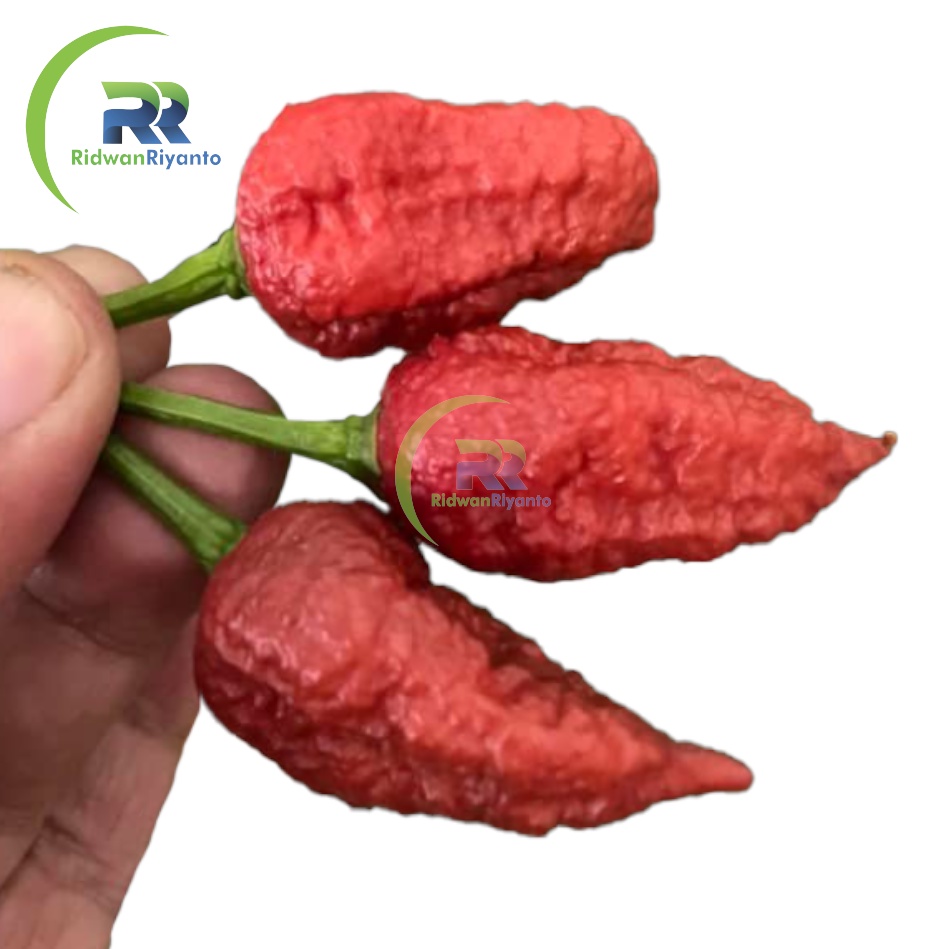 BUAH Cabe BHUT JOLOKIA CARAMEL adalah Cabai Terpedas di Dunia TAHUN 2006 the Guinness World Records