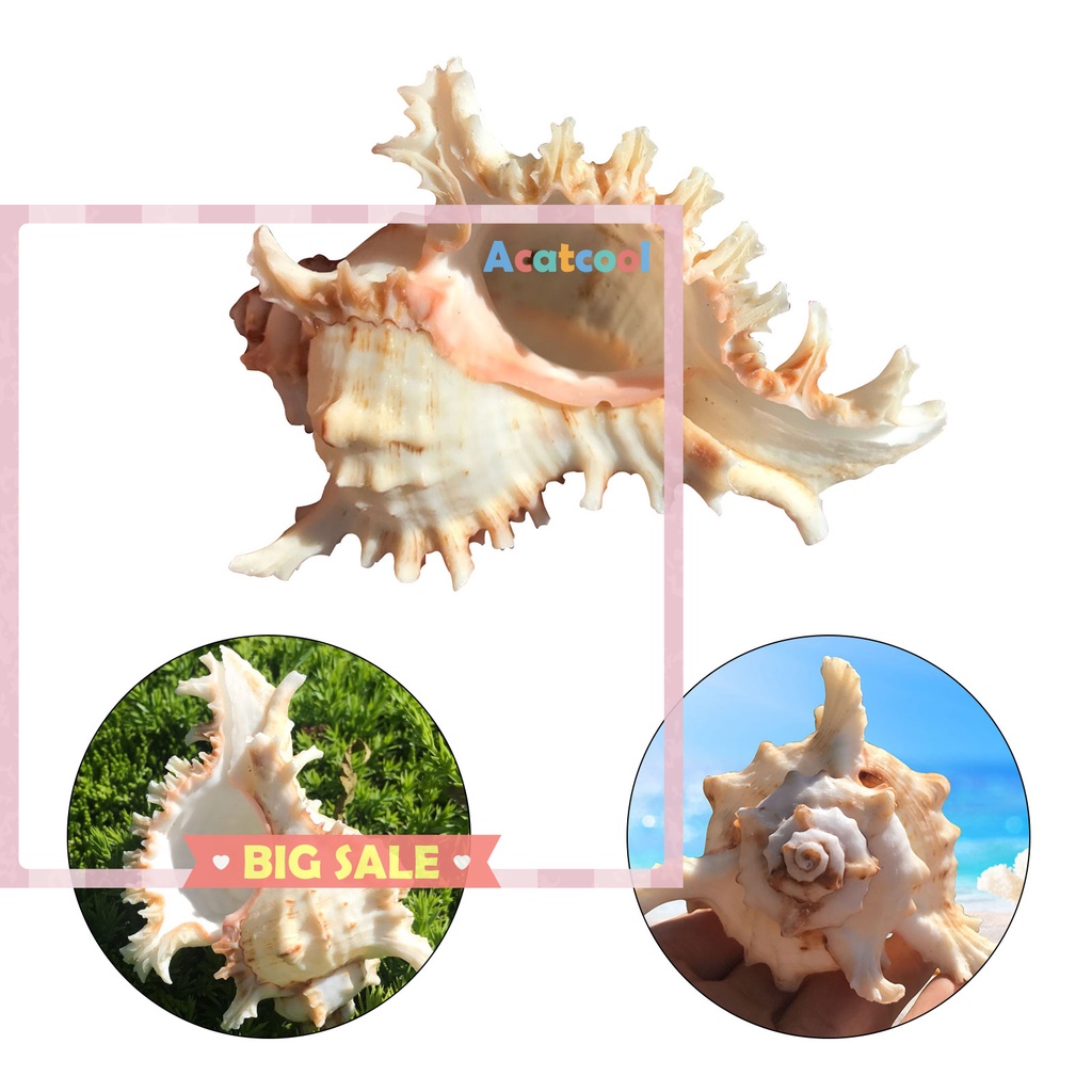 Sea Shell Plant Pots Natural Conch Air Plant Holder Seashell for Display