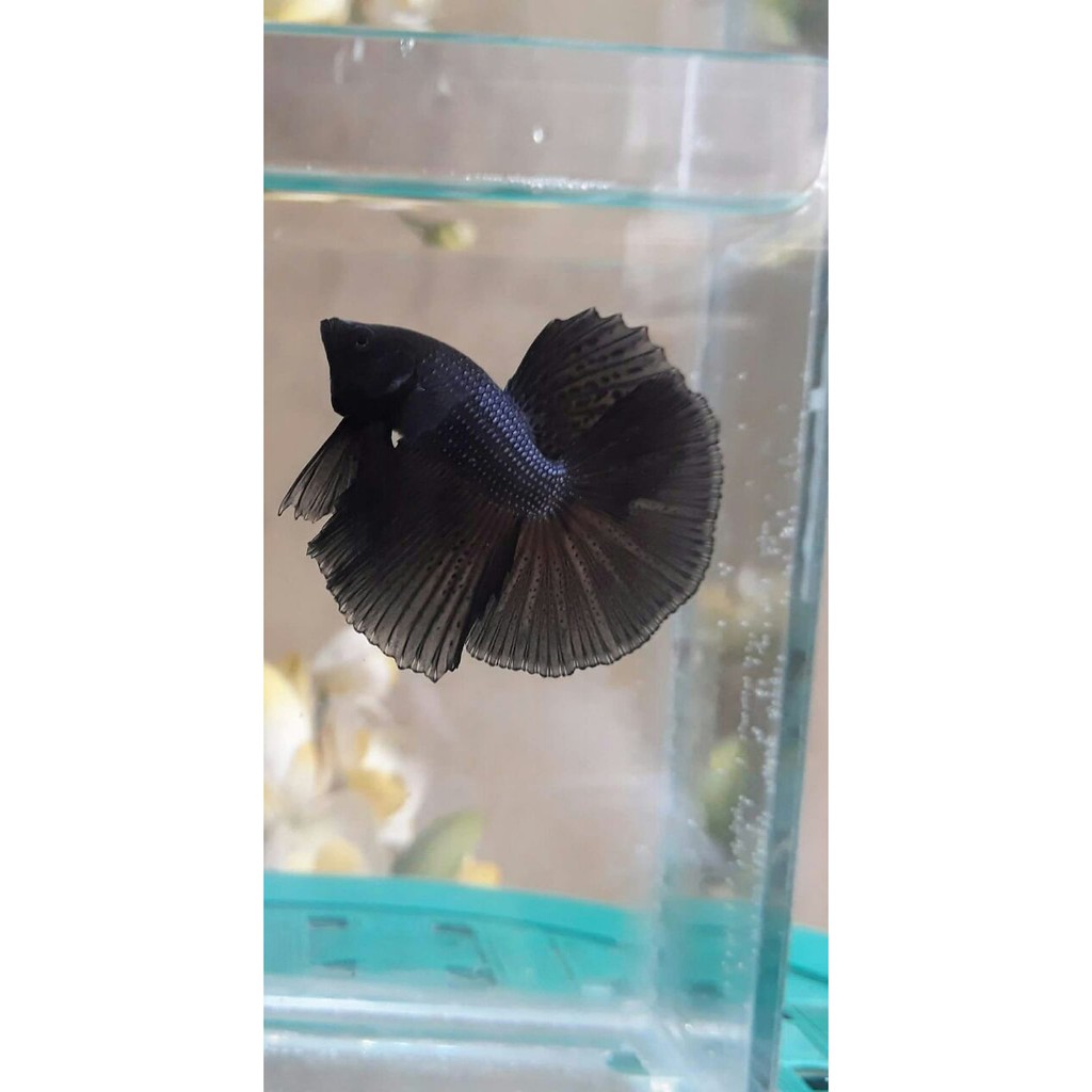 ikan cupang hias halfmoon super black KUALITAS kontes REAL FOTO betta