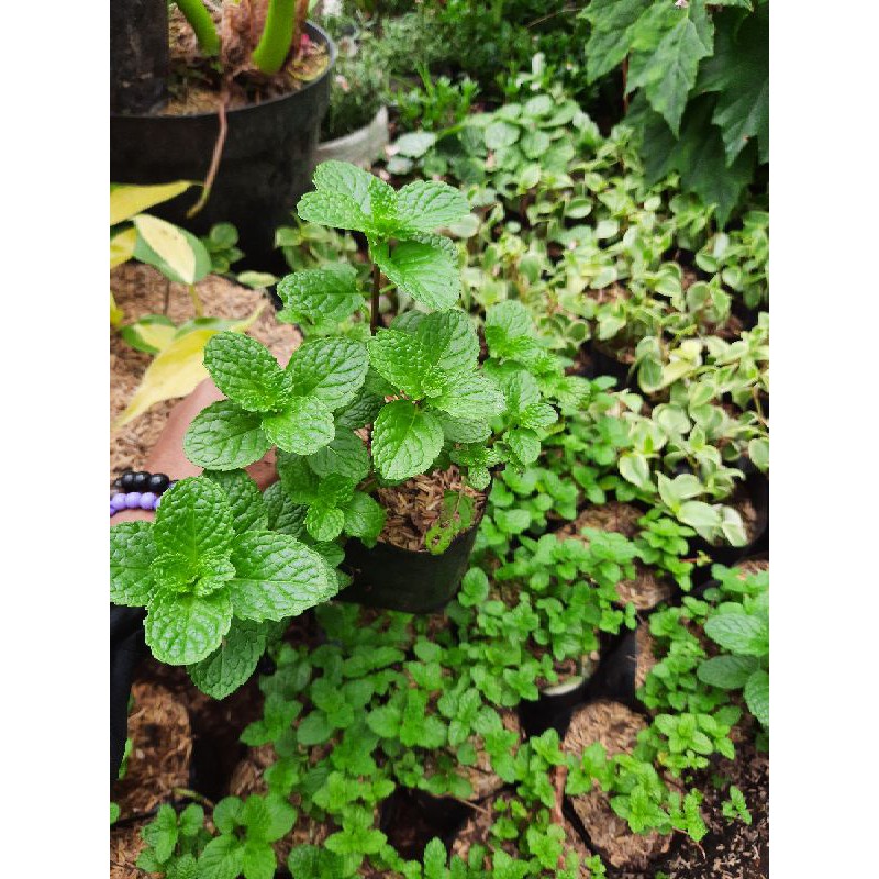 TANAMAN HIAS/BUNGA HIAS/daun Mint Peppermint Dpt Dikonsumsi