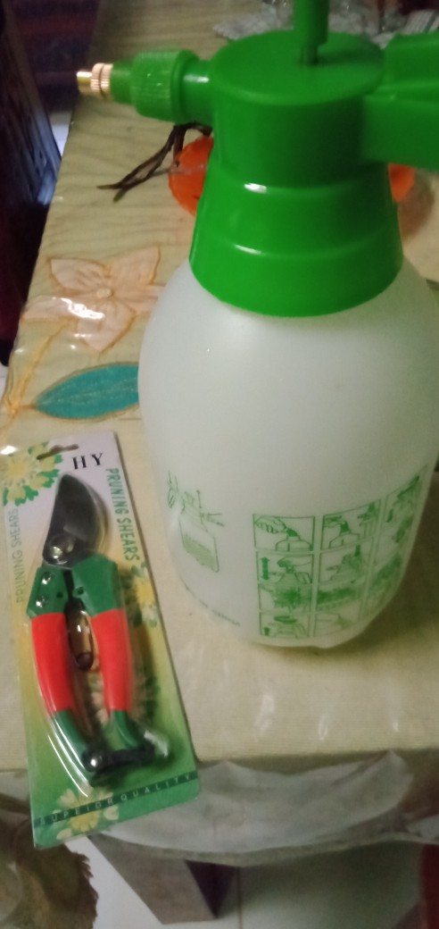 Gunting Dahan Stek Ranting Stenles Murah Tajam Igm Fukuda 8