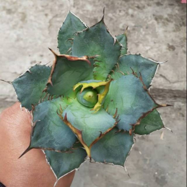 Agave Titanota Fo76