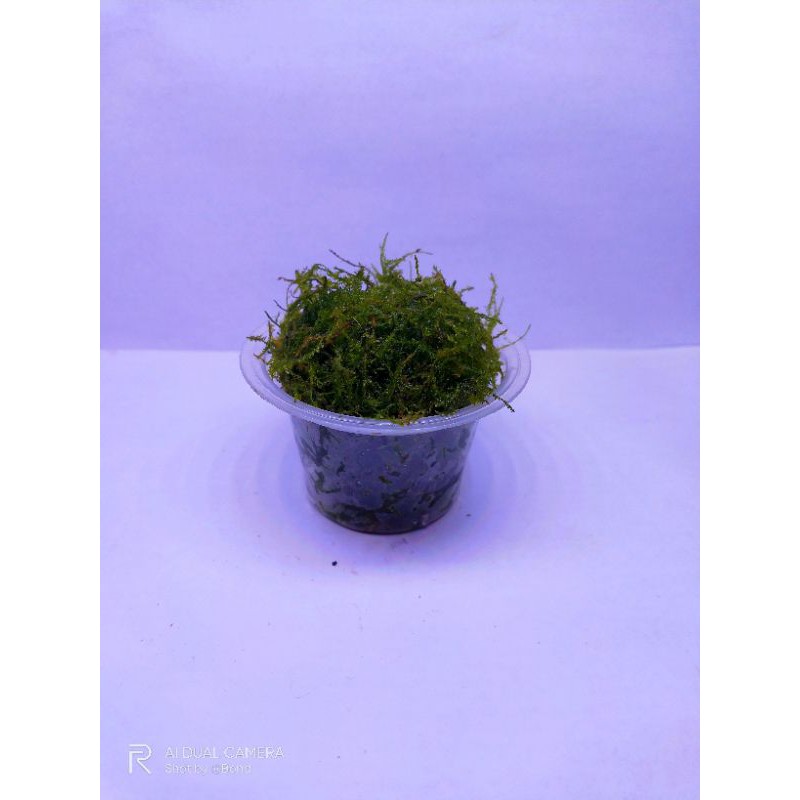 java moss