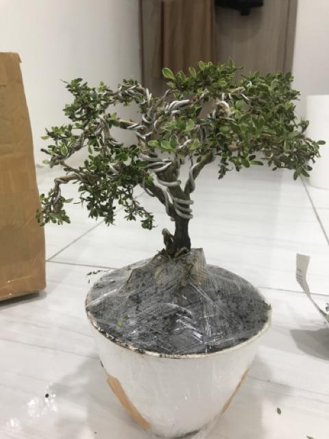  Tanaman  hias bonsai  mirten besar Shopee Indonesia