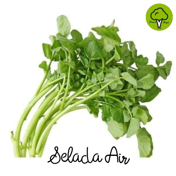 SAYURAN / SELADA AIR [1KG]