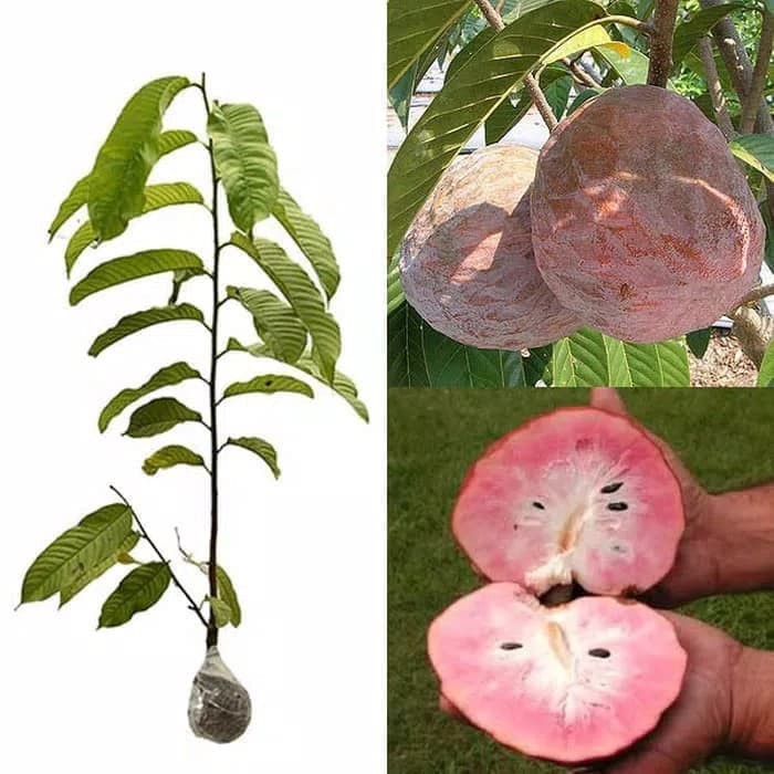 bibit tanaman buah srikaya san pablo