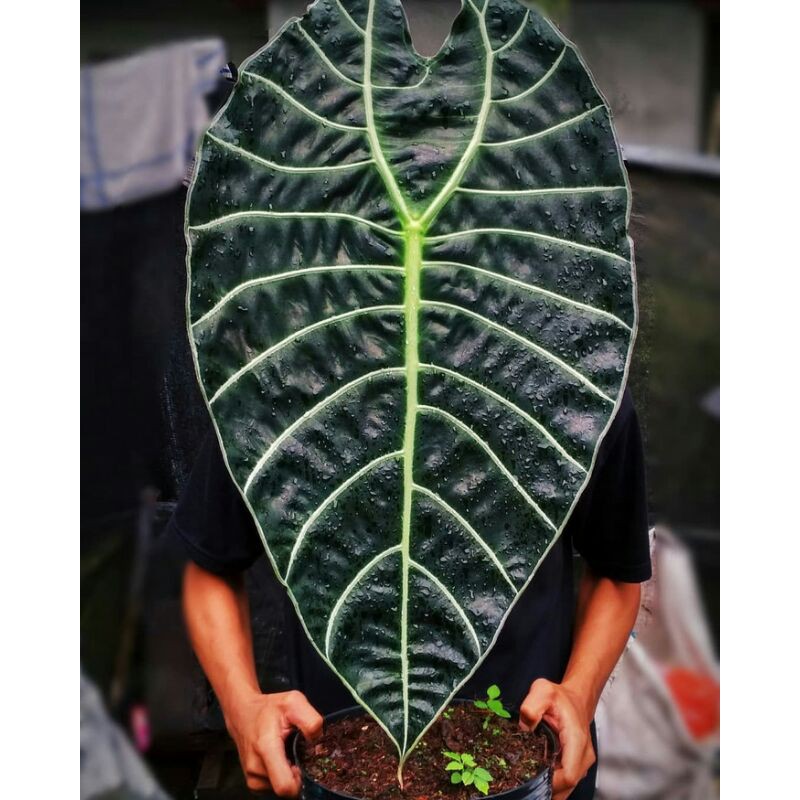 Алоказия регина фото и описание Harga Alocasia Paket Terbaru Desember 2023 BigGo Indonesia