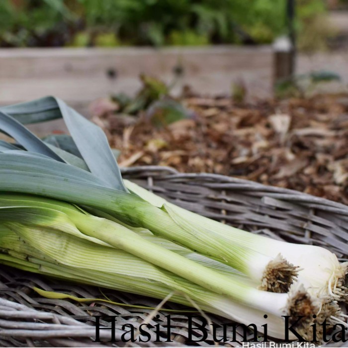 Bibit Bawang Pre Leek Prei Bawang prei tergolong dalam genus Bawang Tanaman Termurah & Terlengkap