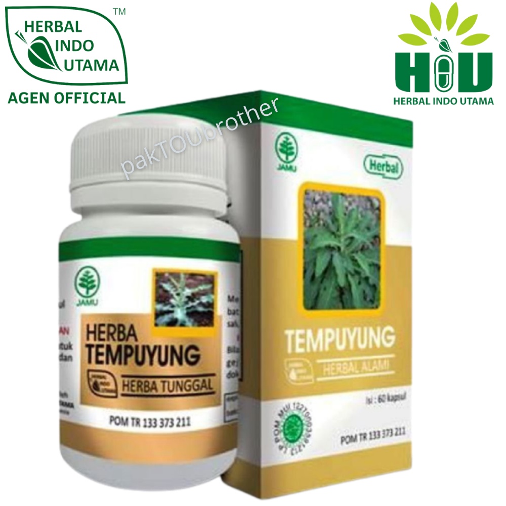Hiu Tempuyung Obat Batu Ginjal Empedu Herbal Alami - Obat Herbal Kapsul Tempuyung BPOM Obat Penghanc