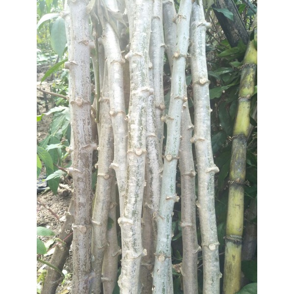 Bibit Benih Singkong Ubi Kayu Ketan Super Unggul